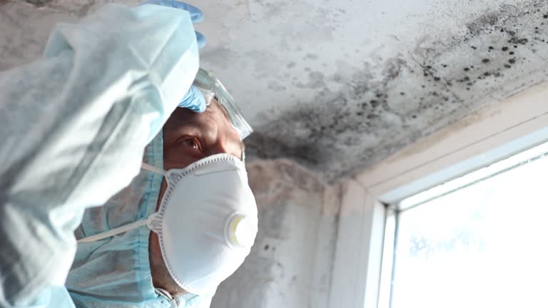 Professional Mold Removal in Crystal City, MO